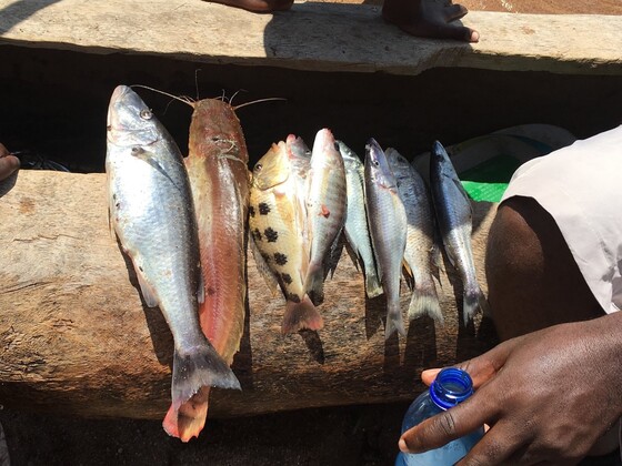 マラウイ湖でとれる魚。ここにしかいない固有種も多い。