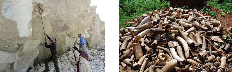写真左：仕入れ先開拓をする白木さん　写真右：ジュエリーの素材となる牛の角