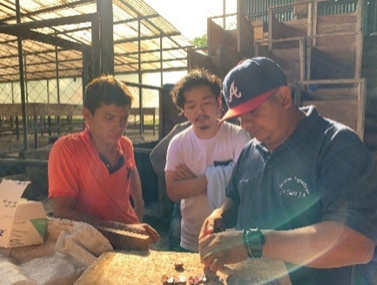 カカオ産地にて、農家さんとカカオ豆の状態を確認しています